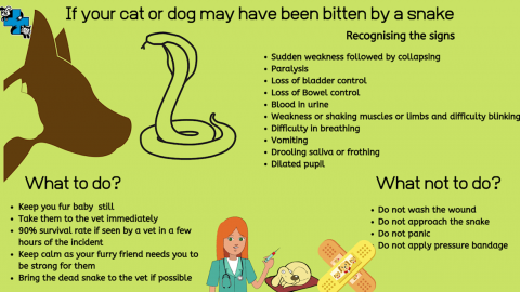 how do you tell if your dog has been bitten by a snake