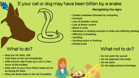 what happens if my dog is bitten by a snake