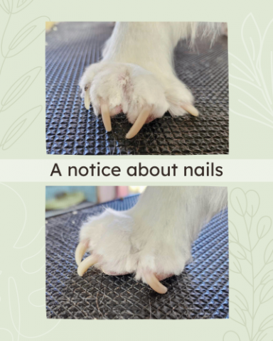 Canine Nailcare